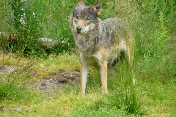 Zwei neue Wölfe in Nordrhein-Westfalen identifiziert