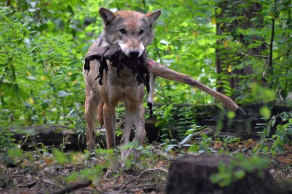 Gericht stoppt beschlossene Wolfsjagd in Schweden trotz neuer Richtlinien