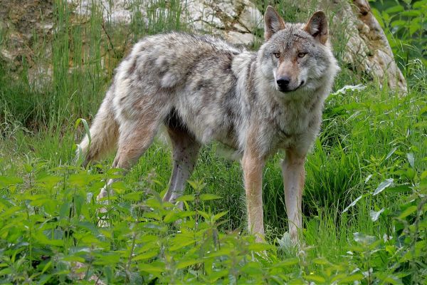 Europas Umgang mit dem Wolf: Neue Wege im Schutz und Management