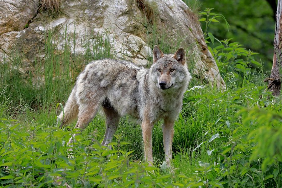 Ein Wolf im Haarwechsel. (Symbolbild: Franz W. auf Pixabay)