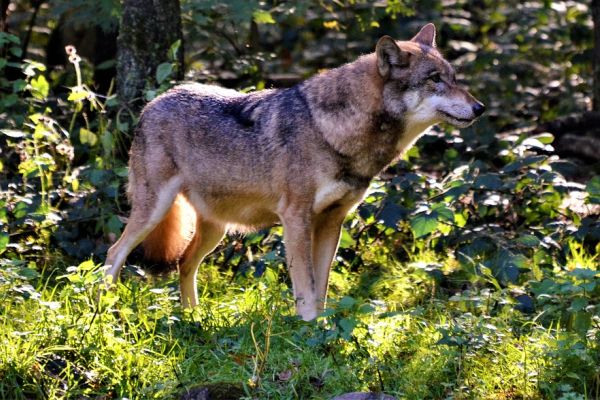 Niedersachsen setzt als erstes Bundesland das neue Schnellabschussverfahren für Wölfe um