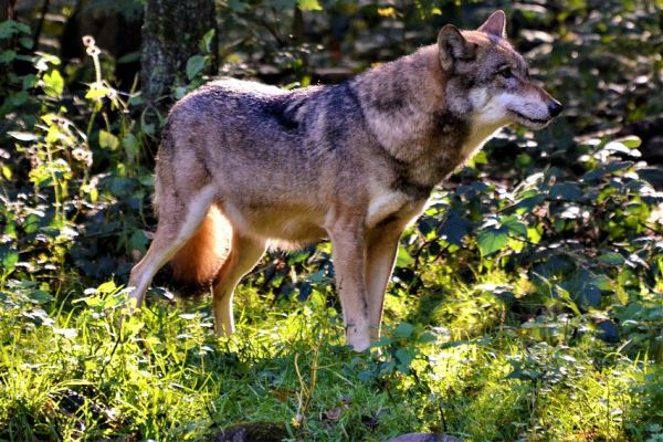 Neue Wolfssichtungen in Baden-Württemberg