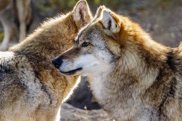 BJV fordert Aufnahme des Wolfs ins Jagdrecht