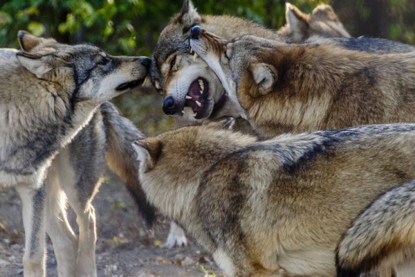 Brandenburg will „Schnellabschussregelung“ für Wölfe in Wolfsverordnung aufnehmen