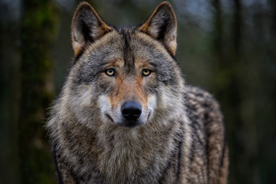 Ein einzelner Wolf. (Symbolbild: Angela auf Pixabay)