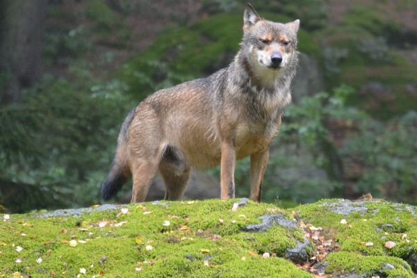 Hessens Landesregierung will Wolf ins Jagdrecht aufnehmen