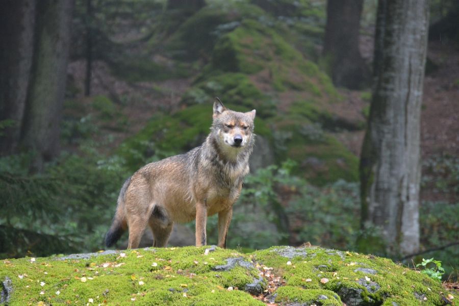 Ein Wolf. (Symbolbild: Meli1670 auf Pixabay)