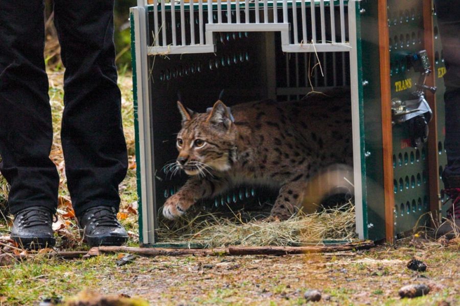Dritter Luchs in Sachsen ausgewildert