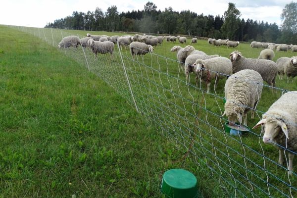 Mehr Wolfsrisse zum Start der Weidesaison in Sachsen erwartet