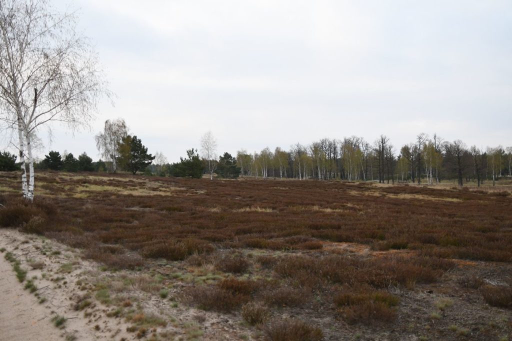 Birkhuhnlebensraum. (Foto: © Fritz Brozio / Sächsische Landesstiftung Natur und Umwelt)