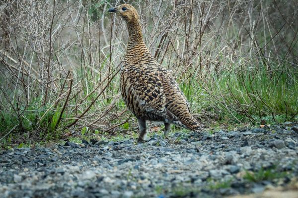 Wiederansiedlung des Birkhuhns in der Lausitz