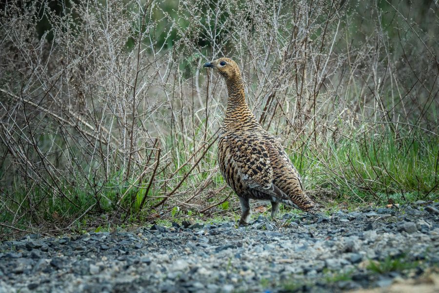 Birkhenne am Rande der Muskauer Heide. (Foto: © Karsten Nitsch / Sächsische Landesstiftung Natur und Umwelt)