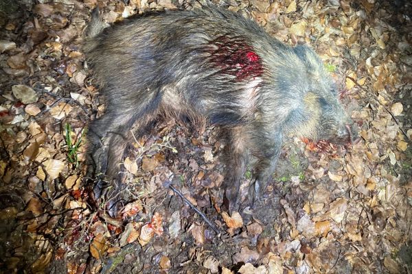 Jagdpächter überrascht Wilderer mit frisch erlegtem Wildschwein