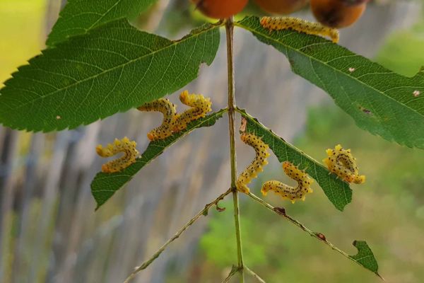 Einheimische Gehölze essenziell für den Schutz der Insektenvielfalt in Deutschland