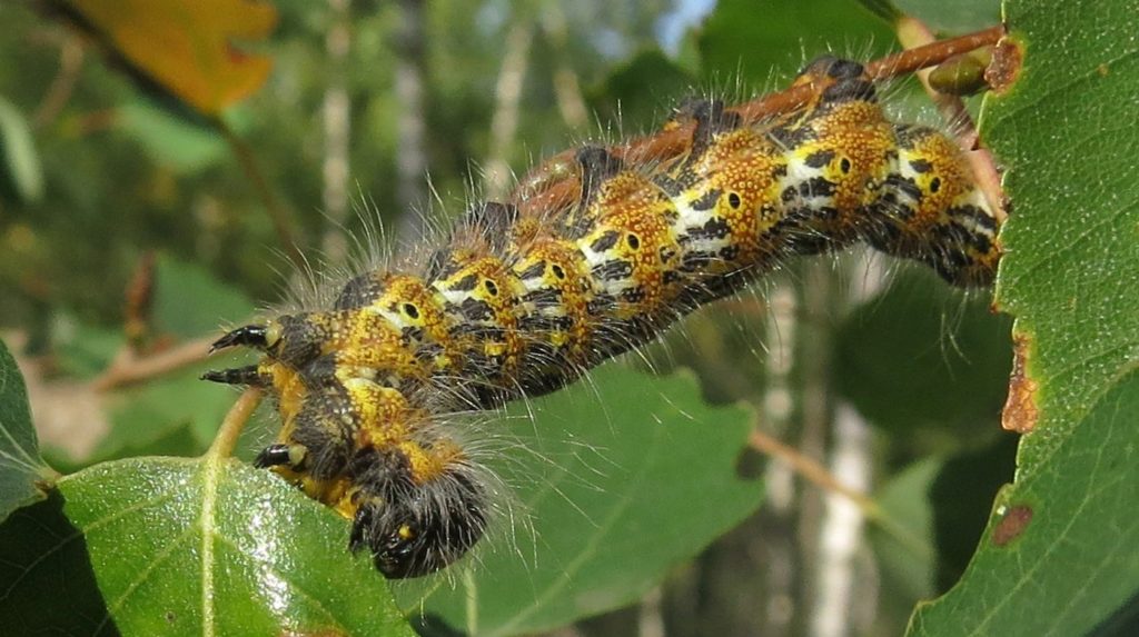 Larve des Mondvogels (Phalera bucephala) an einem Espenzweig (Populus tremula). (Foto: Bernd Garbe)