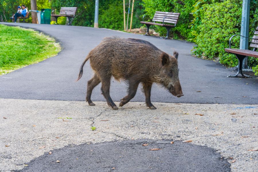 Ein Wildschwein durchquert seelenruhig einen Park. (Symbolbild: iStock/ RnDmS)