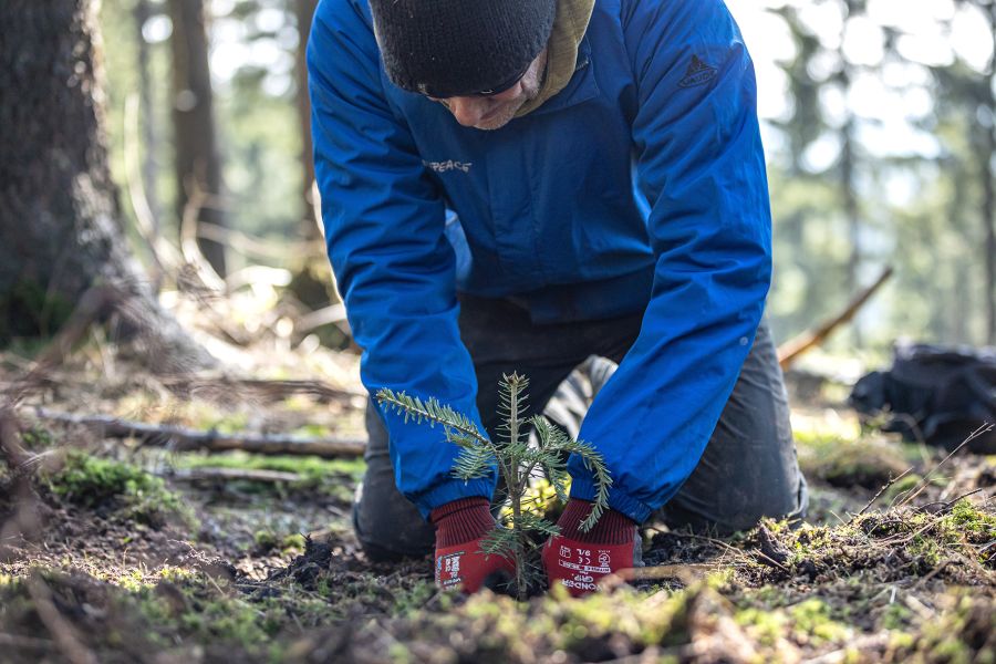 Eine der Arbeiten zur Wiederherstellung von Ökosystemen: Weißtannen pflanzen im Fichtenaltbestand, hier im Zukunftswald in Unterschönau. (Foto: Bergwaldprojekt e.V. / Fotograf: Joshi Nichell)