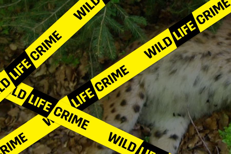 Internet-Auftritt des Projekts "wildLIFEcrime" (Quelle: https://wildlifecrime.info/)