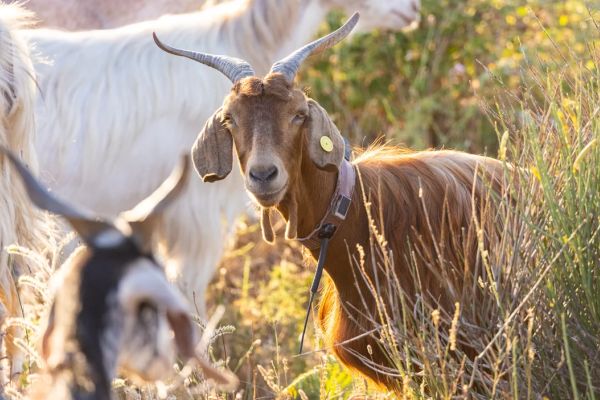 TV-Tipp: Das geheime Wissen der Tiere