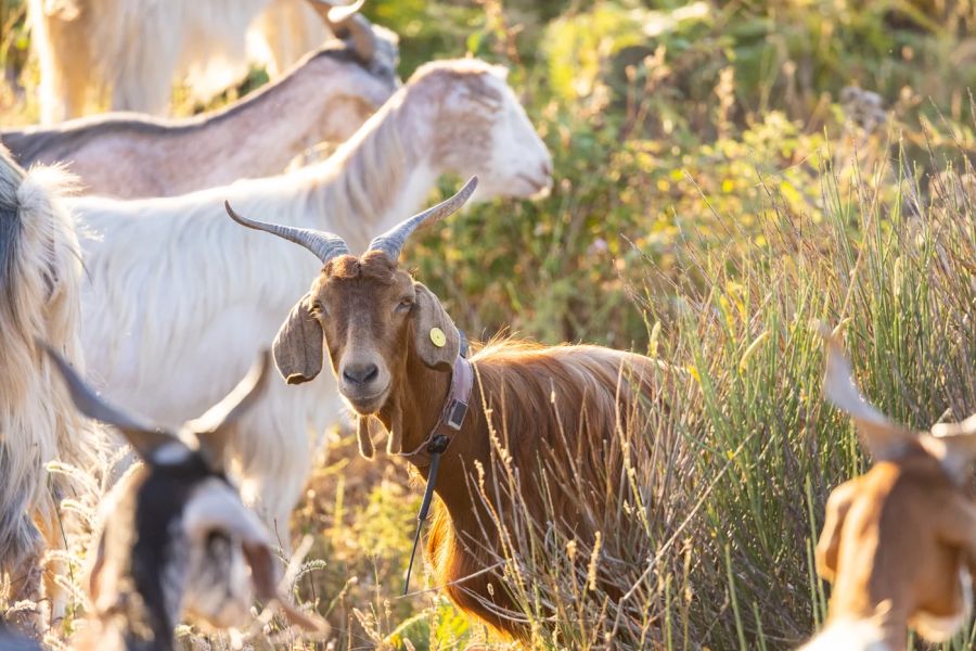 Nutztiere in Italien zeigen, dass Tiere auch Menschen vor Naturkatastrophen wie Erdbeben schützen können. (Foto: © MPI f. Verhaltensbiologie/ Christian Ziegler)