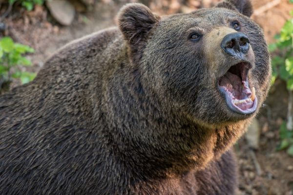 Bär tötet Dorfmaskottchen