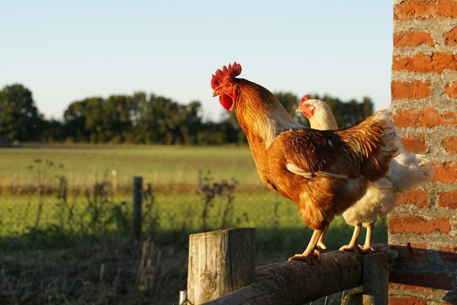 Huhn und Hahn sitzen auf einem Holzzaun. (Symbolbild: Pinuu auf Pixabay)