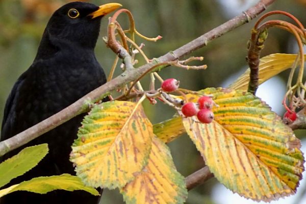 Zum Tag des Baumes: Die Die Mehlbeere – selten und besonders wertvoll