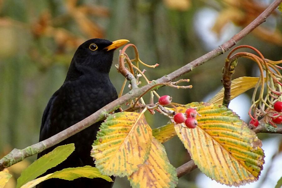 Im Herbst erfreuen sich viele Vögel, wie die Amsel, an den Früchten der Mehlbeere (Quelle: Jan Preller, Wald und Holz NRW).