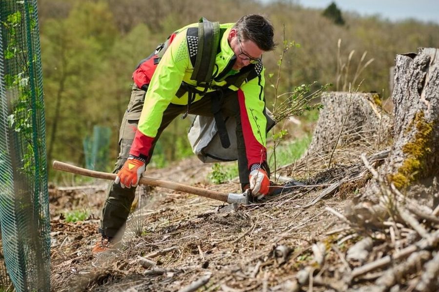 Forstwirtschaftsmeister Robert Lehde pflanzt eine Erle im Arnsberger Wald (Bild: Wald und Holz NRW/Marcus Wildelau) 