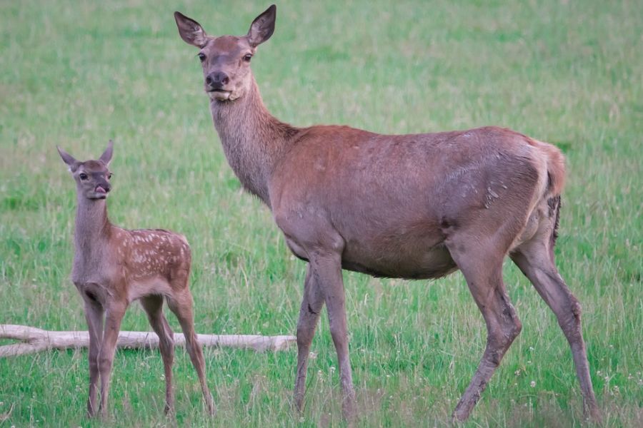 Eine Hirschkuh mit ihrem Kalb. (Symbolbild: Raphael auf Pixabay)