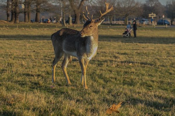 Londoner Parkbesucher versuchen Hirschen die Geweihe abzureißen