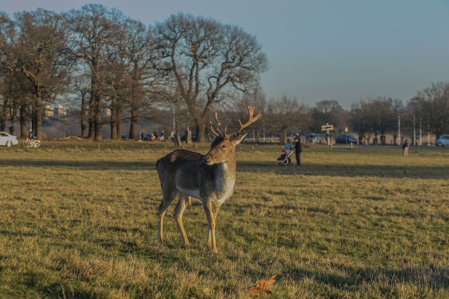 Ein Damhirsch steht auf einer Grünfläche im Richmond Park von London. Im Hintergrund sind Parkbesucher zu sehen. (Symbolbild: Eduardo Vieira auf Pixabay)