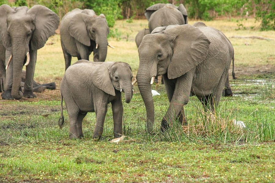 Eine Elefantenherde in Botswana. (Symbolbild: Michael Siebert auf Pixabay)
