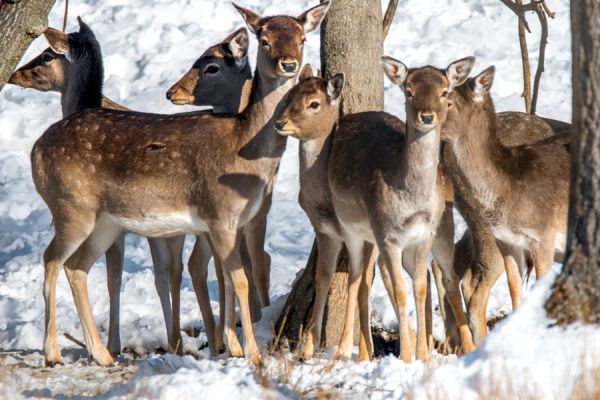 Handzahmes Damwild niederländischen Jagdgästen vor die Büchsen getrieben