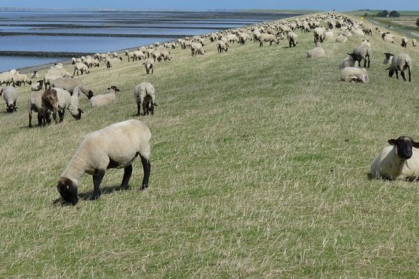 Forderung nach effektivem Wolfsmanagement in Niedersachsen erneuert