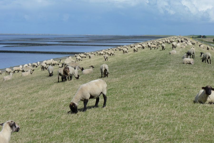 Schafherde auf einem Deich in Ostfriesland. (Symbolbild: Julia Schwab auf Pixabay)