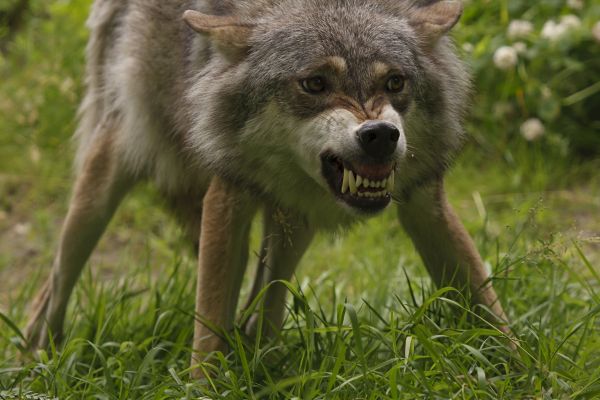 Wolfsangriff nahe Havelsee: Jagdhund in Potsdam-Mittelmark verletzt