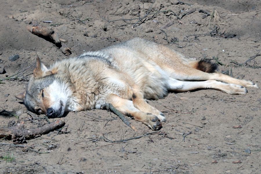 Ein Wolf, der auf dem Boden liegt. (Symbolbild: iStock/Dmitri Zelenevski)