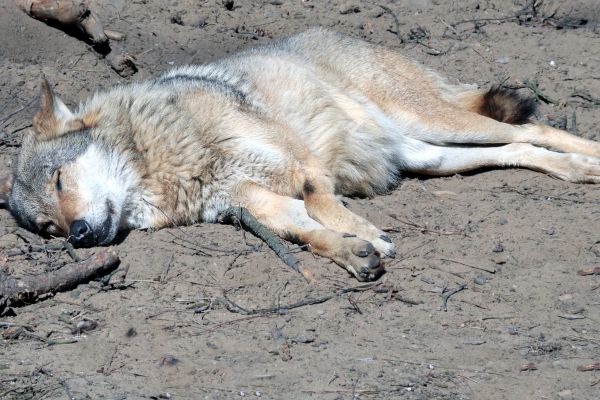 Wanderer findet erschossenen Wolf