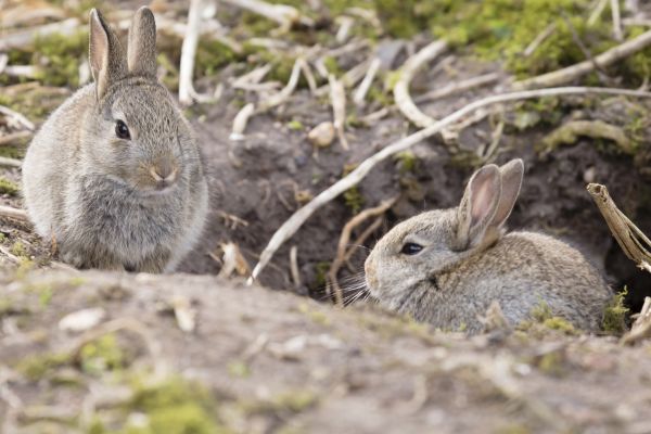 Baillargues: Bürgermeister greift im Kampf gegen Kaninchenplage zu ungewöhnlichen Mitteln