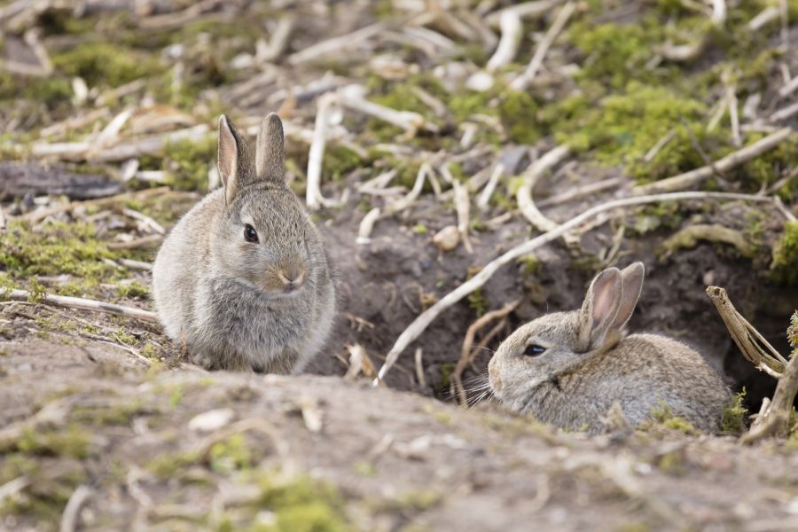 So putzig Wildkaninchen auch sind, können sie doch auch erhebliche Schäden in der Landwirtschaft anrichten. Hier zwei Kaninchen vor ihrem Bau. (Symbolbild: iStock/PaulMaguire)