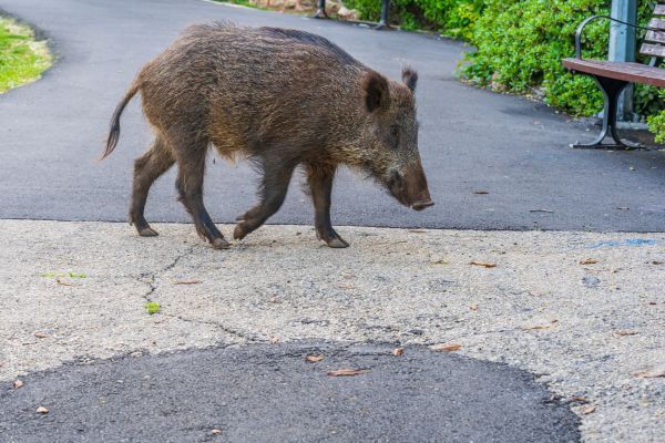 Wildschweinattacke in St. Ingbert: Passant in der Innenstadt verletzt