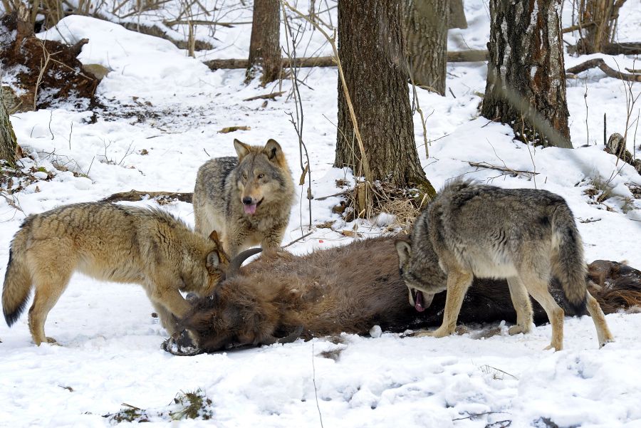 Drei Wölfe an einem toten Bison. (Symbolbild: iStock/Film Studio Aves)