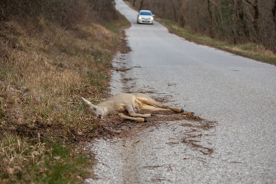 Ein totes Reh liegt nach einem Wildunfall tot am Straßenrand. Im Hintergrund nähert sich ein Fahrzeug. (Symbolbild: Simon002)