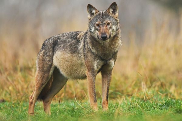 Trächtige Wölfin in Lenzkirch überfahren