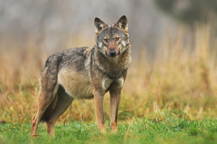 Ein Wolf. (Symbolbild: iStock/Piotr Krzeslak)