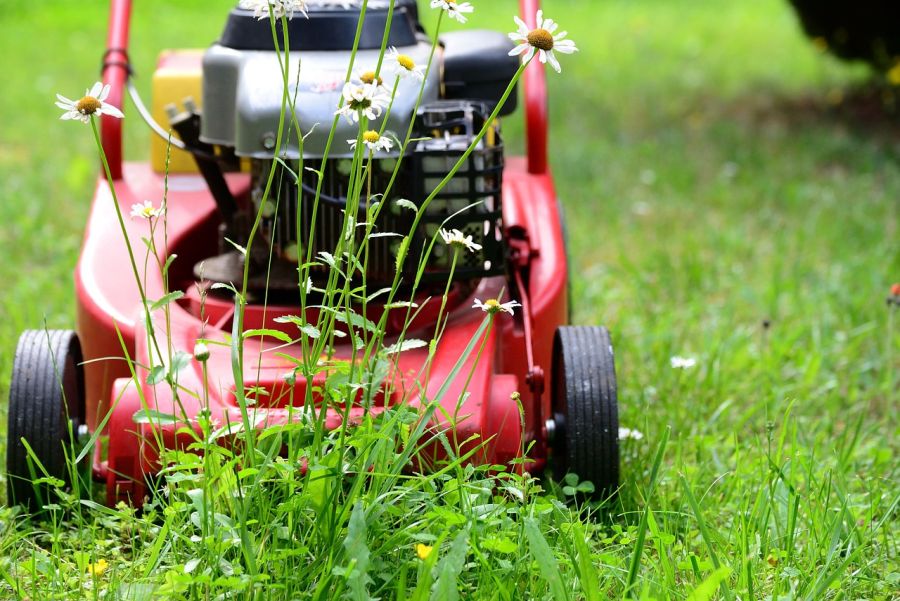 Die Idee des „Mähfreien Mai“ kommt ursprünglich aus England, wo Wildblumen auf dem sprichwörtlich gepflegten „Englischen Rasen“ so gut wie keine Chance haben, Blüten auszubilden. (Symbolbild: congerdesign auf Pixabay)