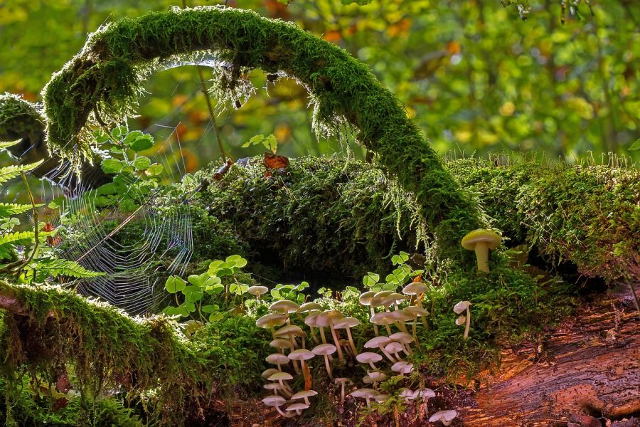 Bemoostes und von Pilzen bewachsenes Totholz in einem Wald. (Symbolbild: Andreas auf Pixabay)