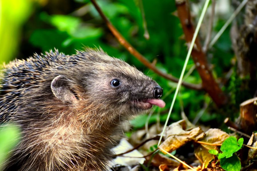 Ein Igel, der in einem Garten seine Zunge rausstreckt. (Symbolbild: Alexa auf Pixabay)