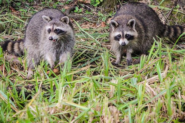 Staupe-Ausbruch bei Waschbären und Füchsen im Landkreis Lüchow-Dannenberg